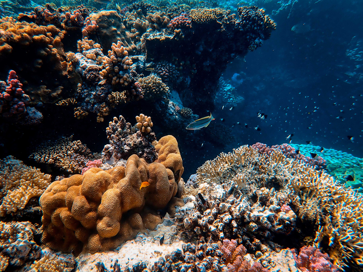 Photo Of Marine Life